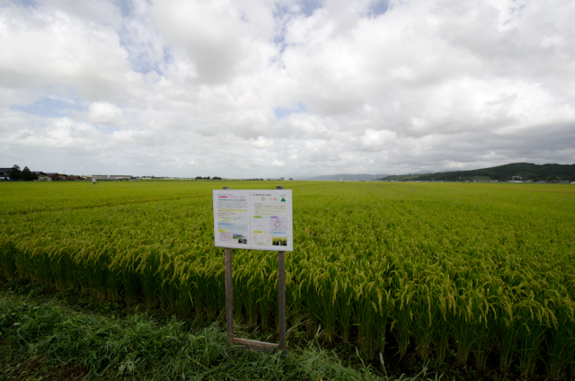 有機栽培米の生育確認「山形へ」