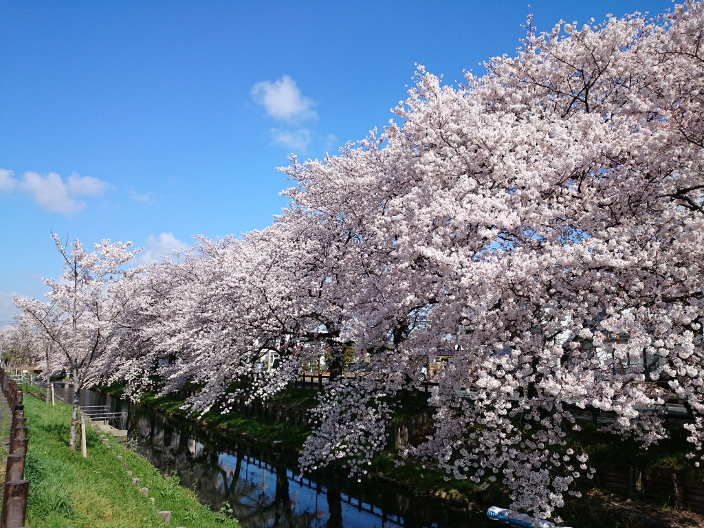 今年もきれいに咲きました！桜満開 2015