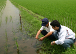 有機JAS 有機栽培米「生産者」に生育状況を伺う