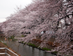 さくら開花情報（新河岸川）3・4日桜まつり