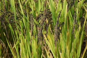 稲作は日本の風土にピッタリ（お米の歴史）