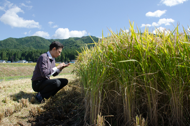 米粒を確認（2013秋田産地訪問）