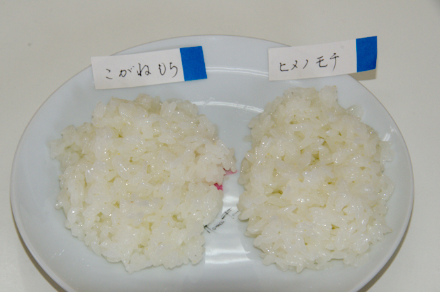 もち米とモチ 炊飯テスト「こがねもち・ヒメノモチ」