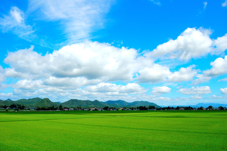 夏の田んぼ